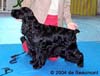 Pepito